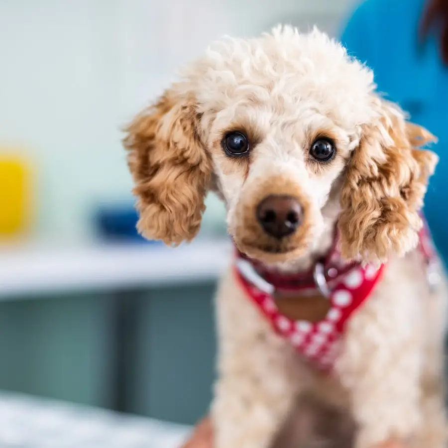 Gornal Veterinary Centre