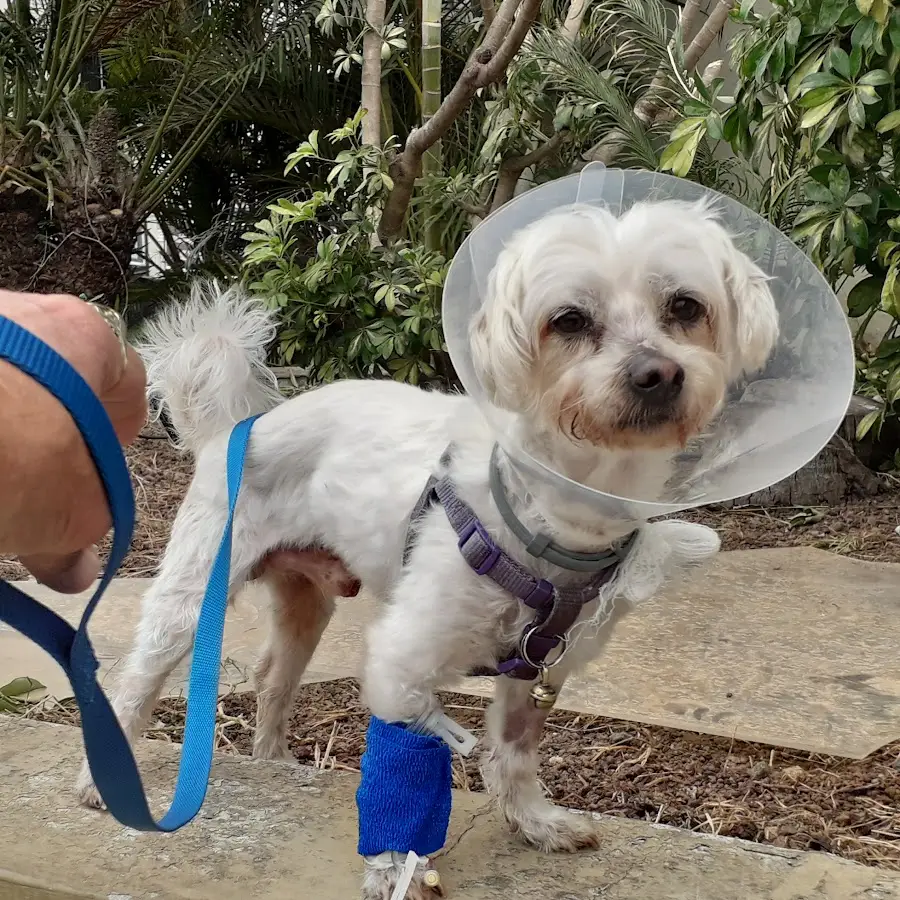 Clínica Veterinaria El Mayorazgo