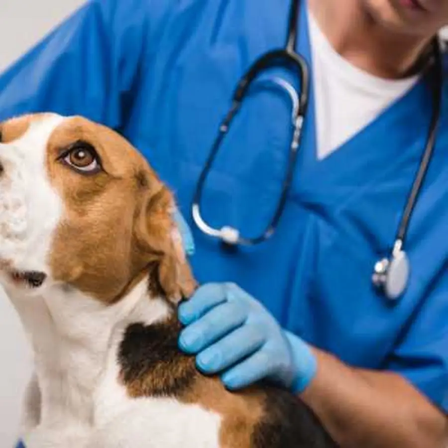 Ambulatorio Veterinario San Rocco