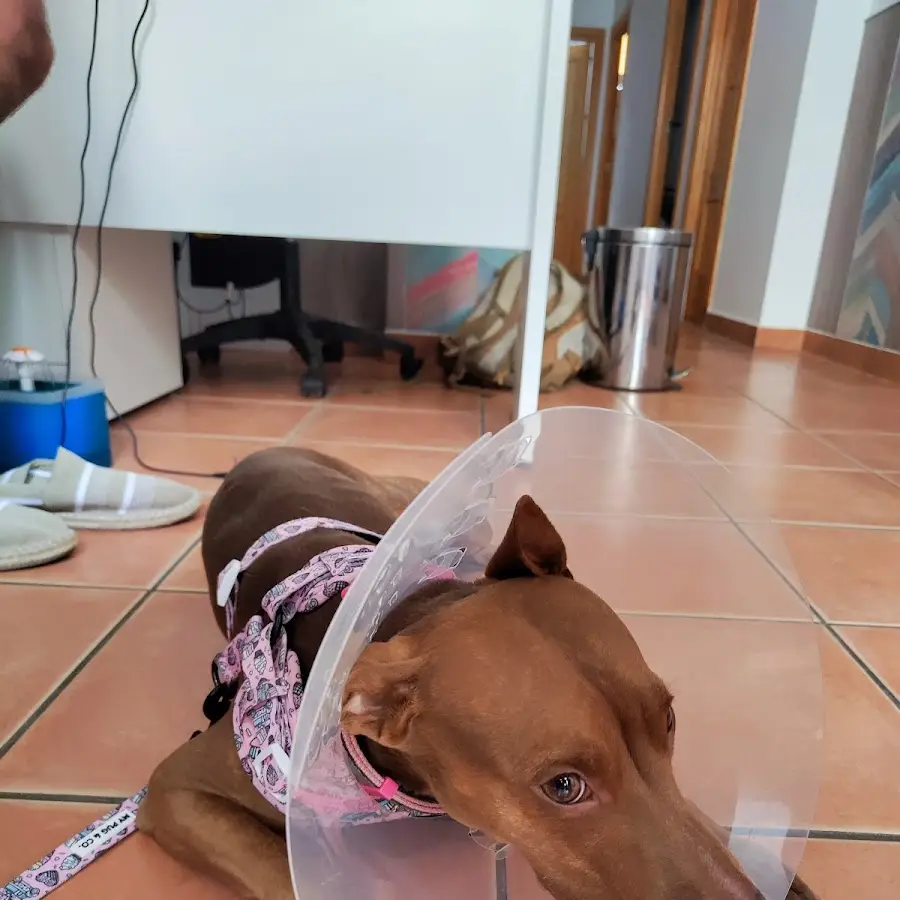 Clínica Veterinaria La Flamenca