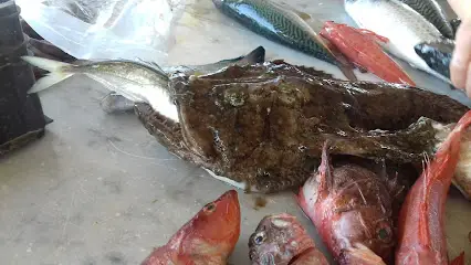 Mercato del pesce - Porto di Andora