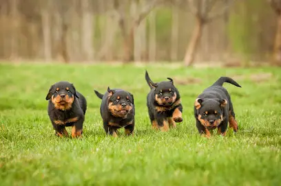 Von Der Hause Roush Rottweilers