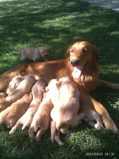 Winchester Goldens