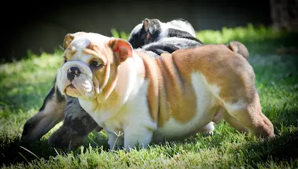 Schoolyard Bullies