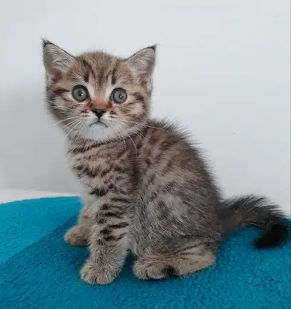 Scottish Fold Kittens Brooklyn New York