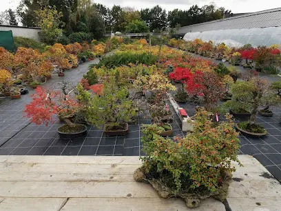 Bonsai Werkstatt Werner M. Busch