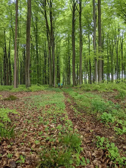 Multhöper Wald Eingang