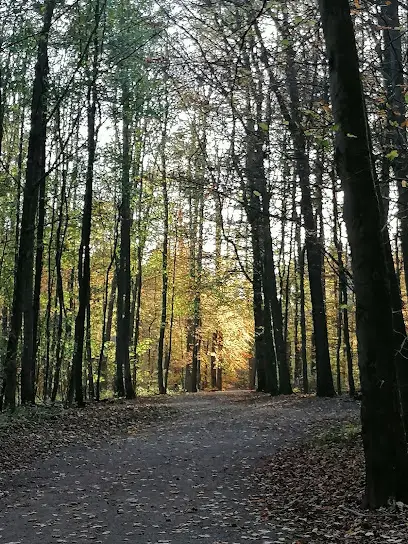 Niederhofener Wald