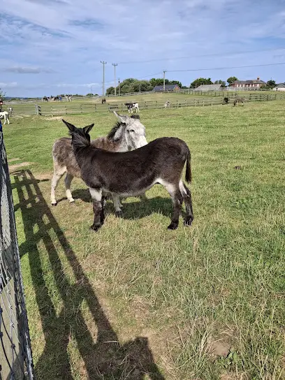 Isle Of Wight Donkey Sanctuary