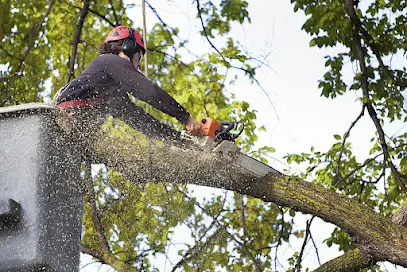 Eco Tree Removal Brisbane