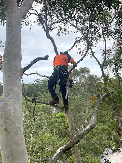 Pro Climbing Tree Services