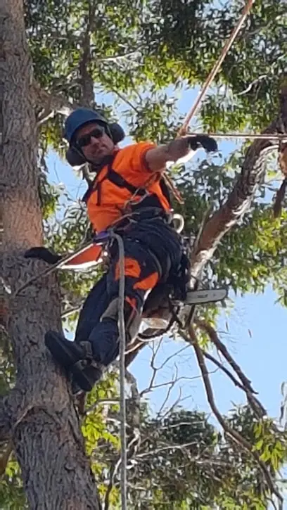 Sydney Arborist