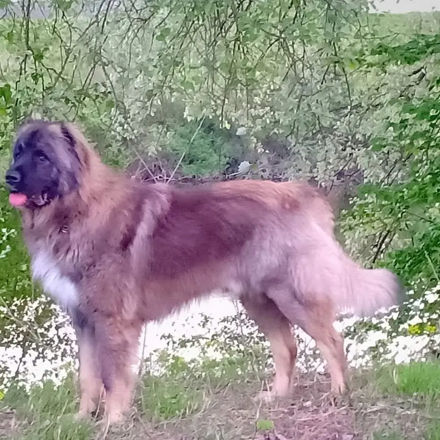 Ambulatorio Veterinario Padovanelle Di Bianchi Debora