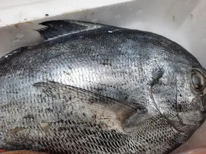 Pescheria l' Acquario di Pacenza Gennaro