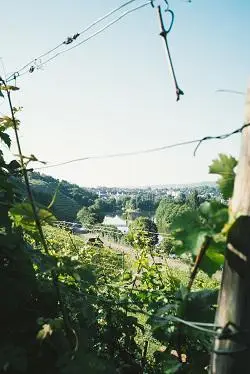 Weingut der Stadt Stuttgart