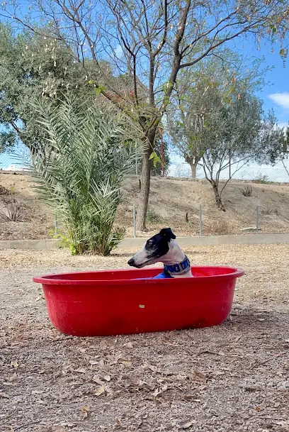 Adiestramiento y Guardería Canina en Murcia -CORDY SERVICIOS CANINOS