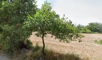 Formato Alberto